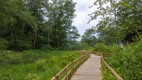 A wooden pathway cuts through the woods at Teatown.