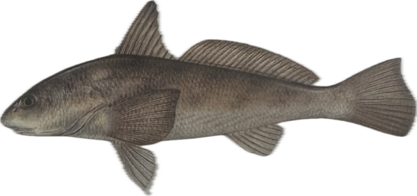 Kingfish