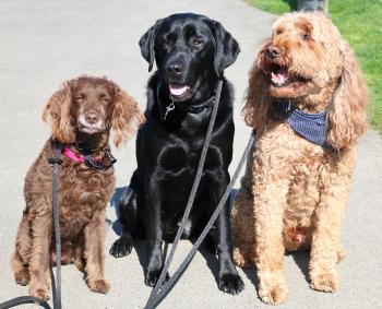 Three dogs sitting next to each other on leashes