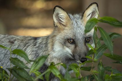 Wolf Park