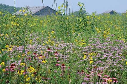 Prophetstown State Park wildflowers