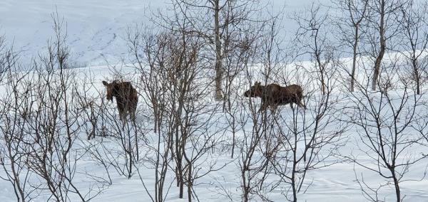 two moose in a snowy forest