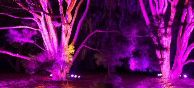 Coupon for morton arboretum illumination