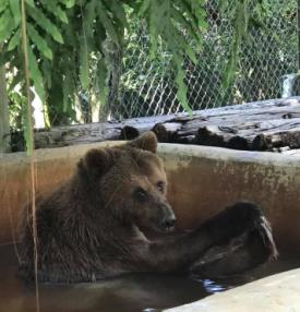 Bear having a bath at Octagon Wildlife Sanctuary