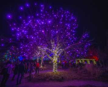 tree illumination lights