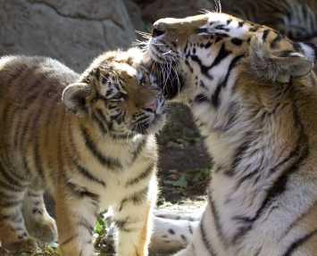 denver-zoo-tiger-cub (16:9)