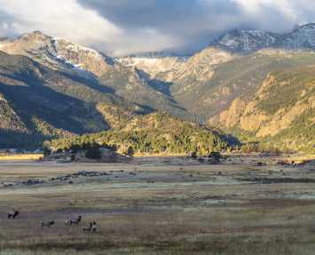 Elk in Rocky Mountain National Park near Denver, CO