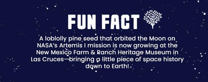 Fun Fact Moon Tree