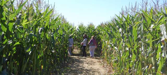 A Mazing Corn Mazes In Bucks County Pennsylvania