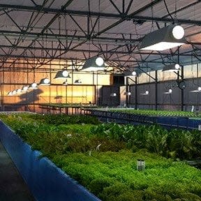 Lake Orchard Farm Aquaponics