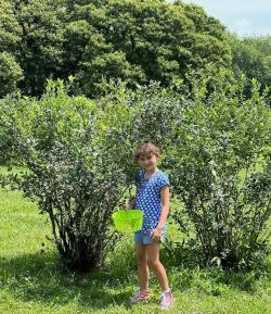 Girl Picking Blueberries at Bridge Avenue Perries