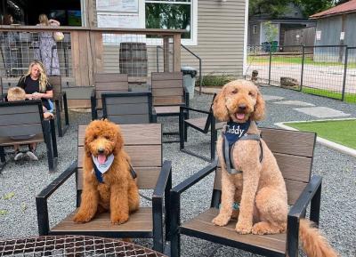 Two dogs sitting in the patio area of The Yard