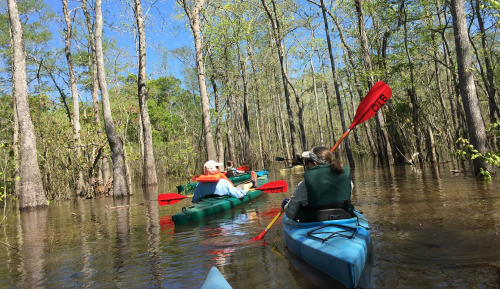 Two people kayaking through Big Thicket National Preserve near Beaumont, TX