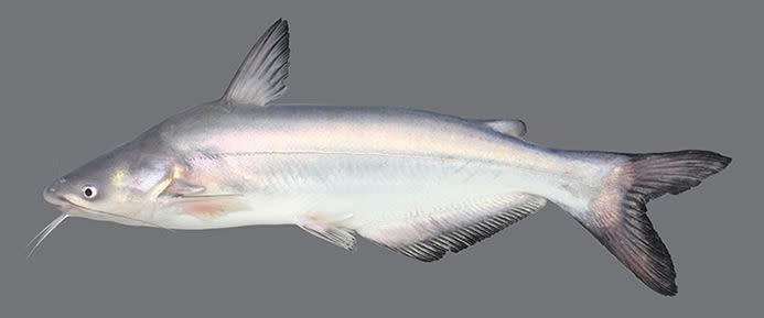 blue catfish
