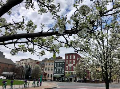 Spring blooms in downtown Albany