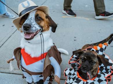 Hounds of Halloween