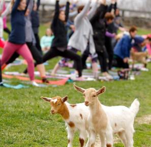 People doing yoga outside with goats