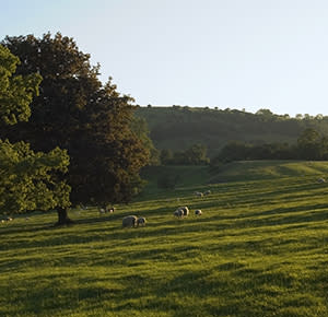 Sheep grazing on a sunny day in The Manifold Valley, Staffordshire