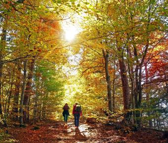 couple hiking on a trail in the forest with a small dog during Autumn