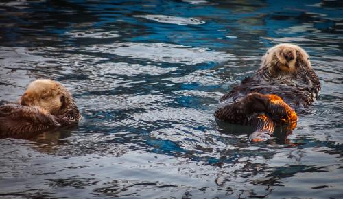 Eating Otter