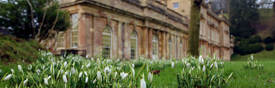 Snowdrops at Dyrham Park