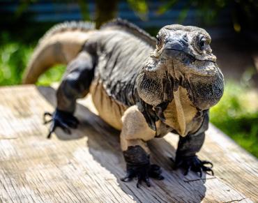 Rhinoceros Iguana at IguanaLand in Punta Gorda, Florida