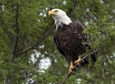 Bald eagle