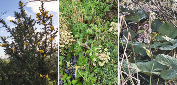 Invasive Speieces Plants from Tralee Tidy Towns Plant Hunt