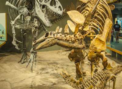 denver-museum-nature-science-dinosaurs