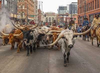 A group of longhorns march down 17th street in Denver surrounded by cowpoke