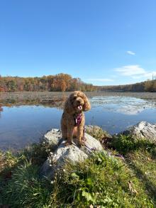 Mini poodle sitting on a rock on a pretty fall day at French Creek with water in the back