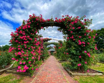 A vibrant garden scene with archways covered in blooming pink roses along a red brick path at E.M. Mills Rose Garden at Thornden Park. The sky is partly cloudy, creating a serene atmosphere.