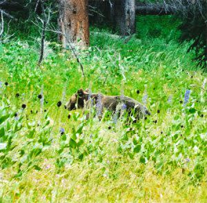 Grizzly Bear South Of Big Sky | Photo: AMountainJourney.com