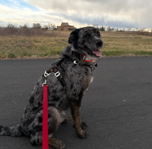 Rufus on Greenbelt