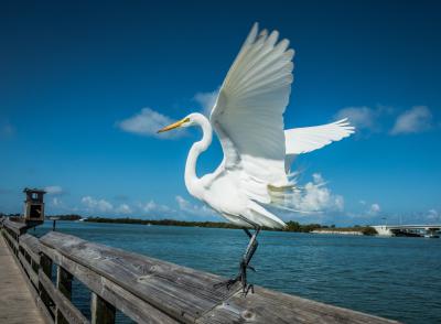 Egret taking flight from Placida Fishing Pier in Punta Gorda/Englewood Beach