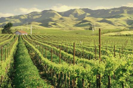 Wineries Tasting Rooms in Edna Valley Vineyards Wine Tours