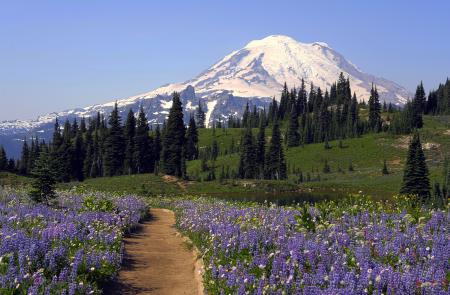 Wildflowers at Mount Rainier