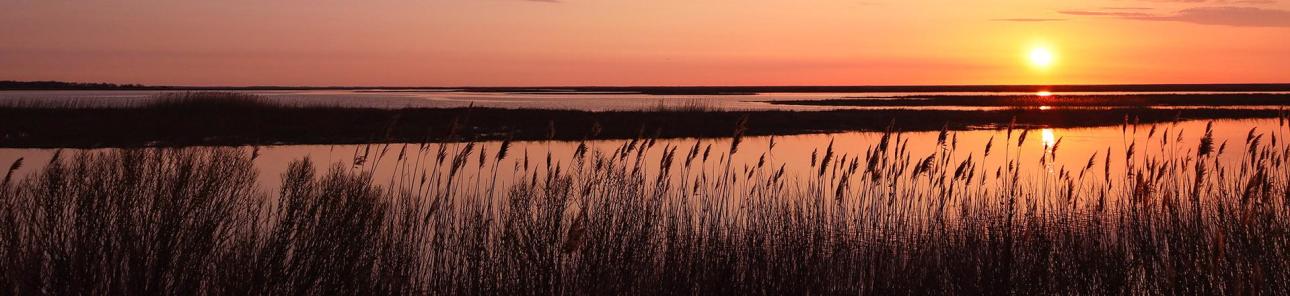 Bombay Hook National Wildlife Refuge Birding