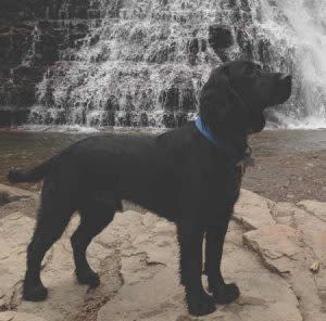 Dog At Ousel Falls | Photo: Les Lobel