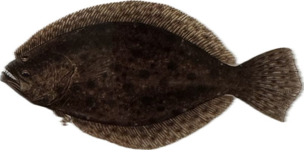 Flounder