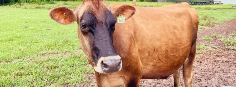 morrell dairy farms cow