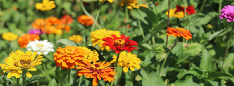 boom or bust byway flowers along the route 940 x 348