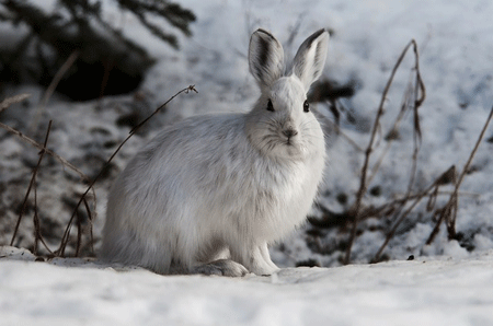 Snowshoe Hare | Pixabay