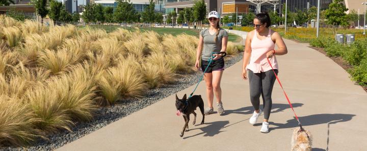 Walking dogs in Scissortail Park