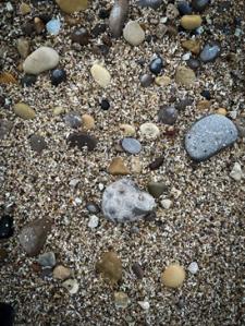 Petoskey Stone