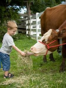 Boy Feeding Hay to Cow At Mountain Dale Farm