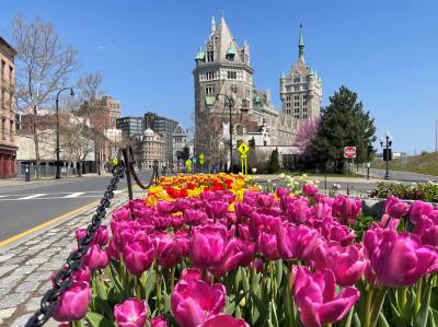 Tulips at the Bridge Garden