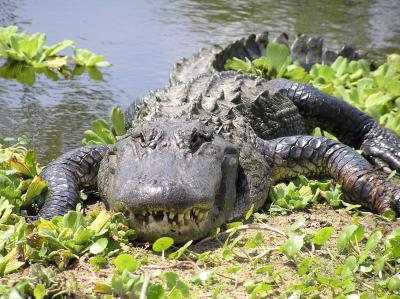 Alligator in Punta Gorda/Englewood Beach on a bright summer day.