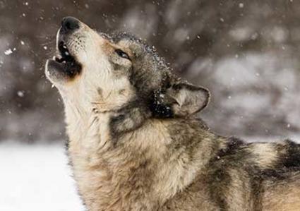 Wolf Howl Nights
