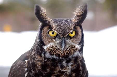 Great Horned Owl | Pixabay Image